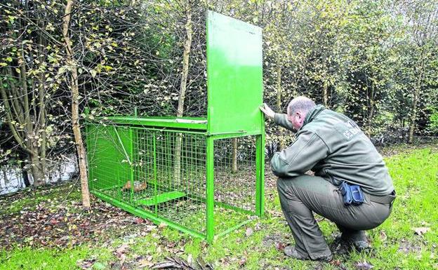 Los jabalíes estrenan enemigo