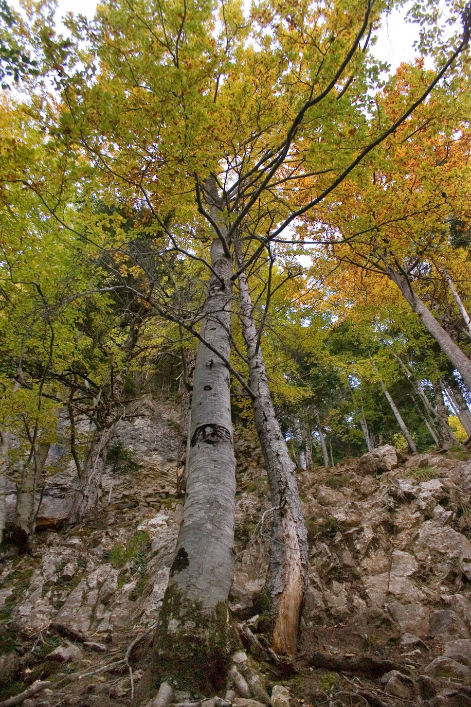 El esplendor de Ordesa en otoño