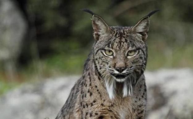 Dos linces mueren atropellados en Castilla-La Mancha