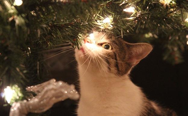 Consejos para que el árbol de Navidad sobreviva a tu gato