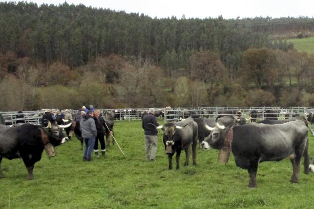 La feria de Ibio reunió a unas 1.500 cabezas de ganado