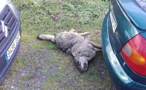 Aparece un ejemplar de lobo muerto en el Parque Nacional de los Picos de Europa