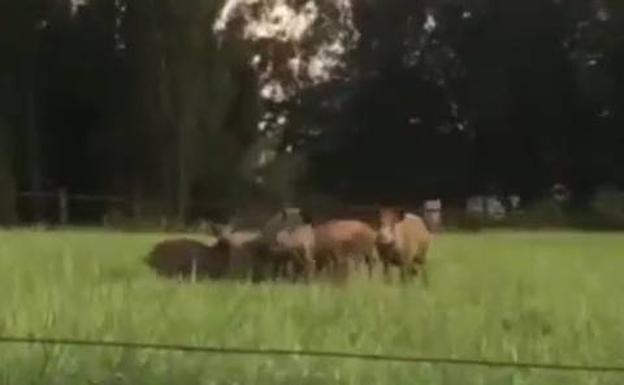 Una gran piara de jabalíes baja a diario a Puente San Miguel e invade los accesos a Sierrallana