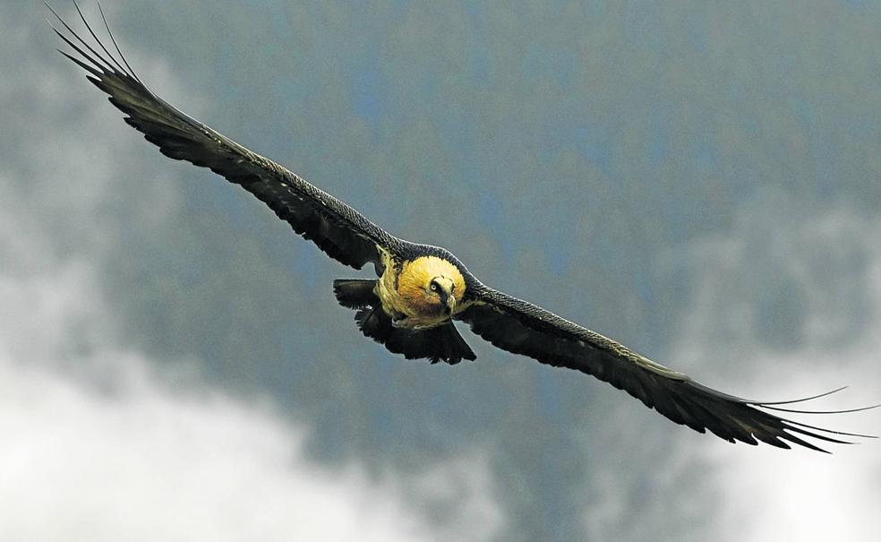 El quebrantahuesos remonta el vuelo