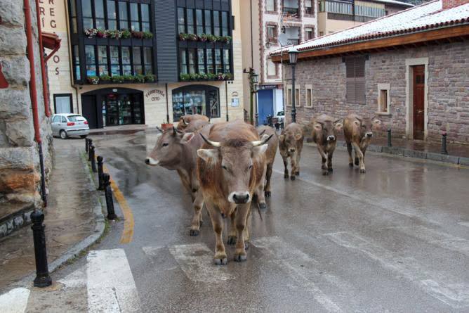 El Gobierno estudia reforzar la estructura de la SAT de Liébana, «un referente» para los ganaderos de la comarca