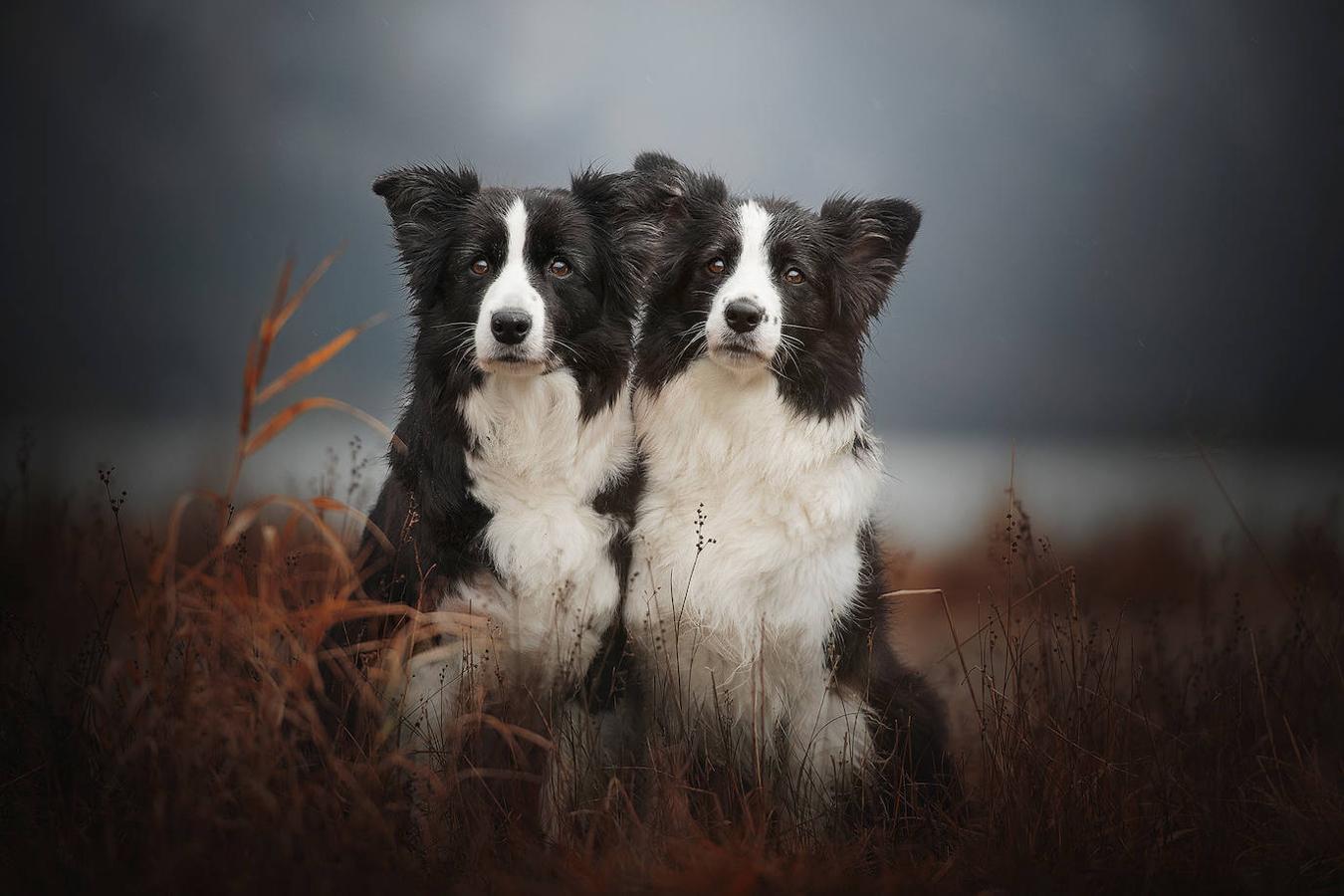 Las mejores fotografías de perros de Anne Geier