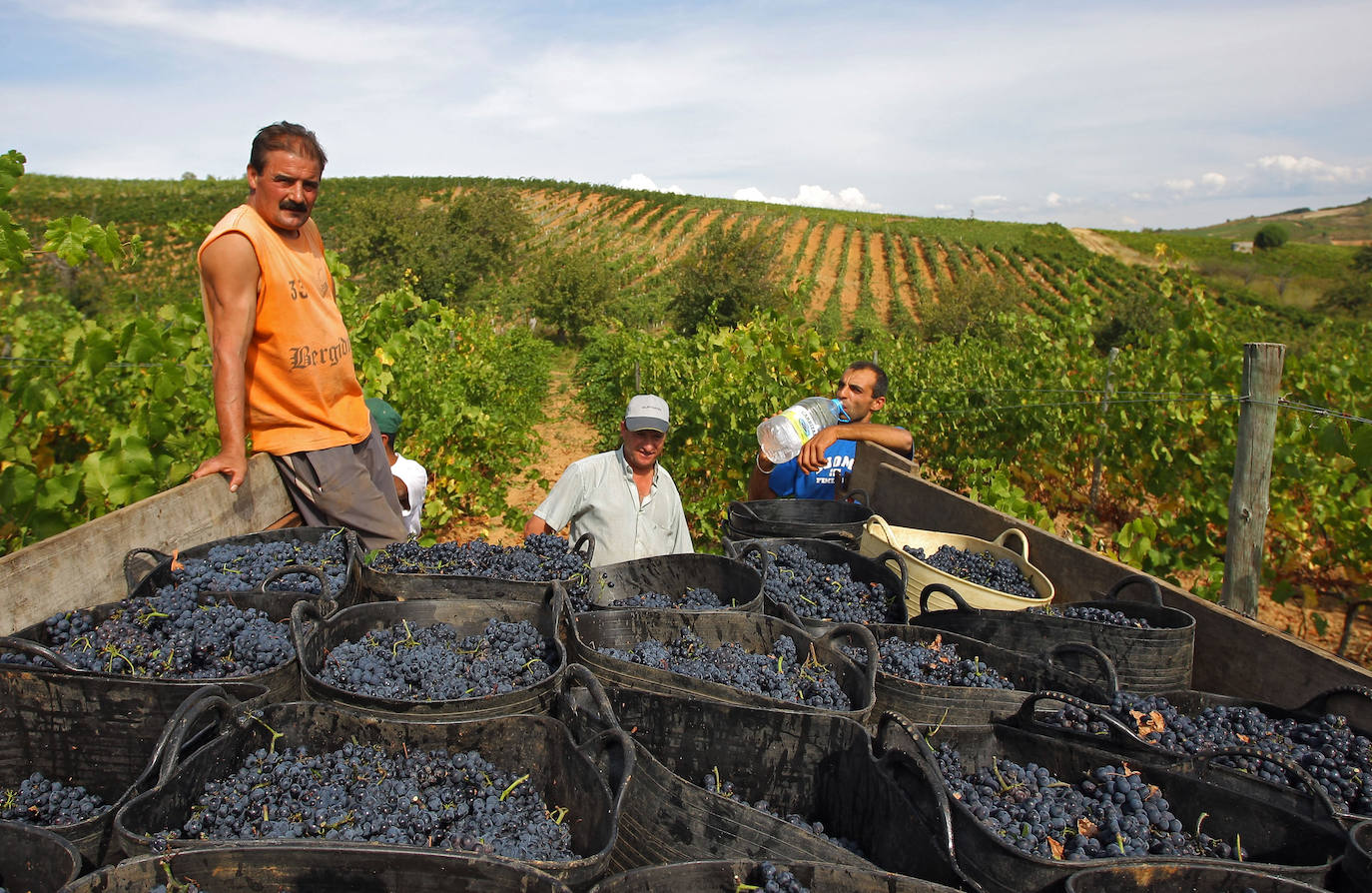 León, tierra de vinos con Denominación de Origen