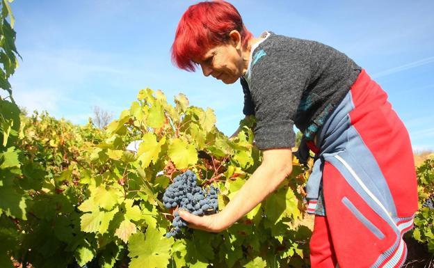 León, tierra de vinos con Denominación de Origen