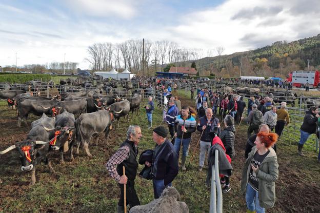 La feria de Santa Lucía reúne a más de 1.300 cabezas de ganado en Carrejo