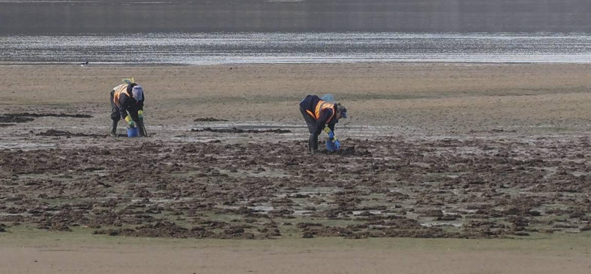 El marisqueo vuelve a la bahía