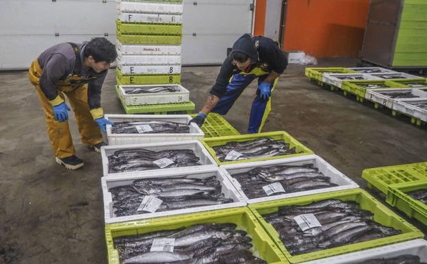 «A los pescadores de Cantabria nos han acribillado» con las nuevas cuotas aprobadas en Bruselas