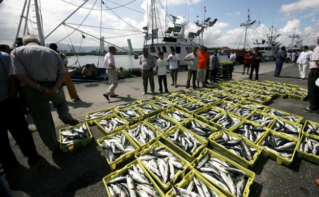 Cantabria reclamará al Ministerio una ampliación de la cuota de chicharro