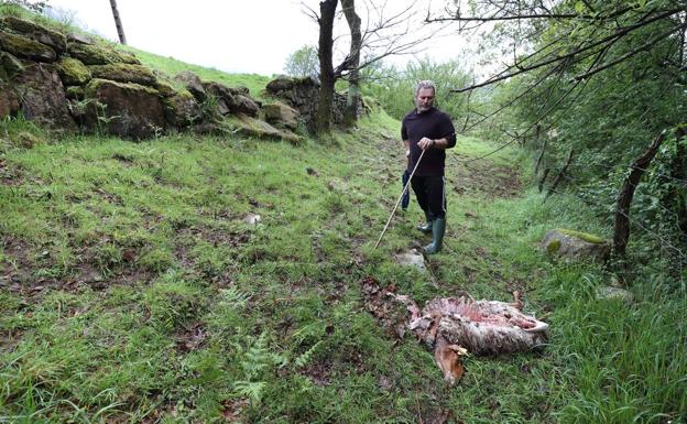 Gobierno y organizaciones agrarias acuerdan el baremo de los daños por fauna silvestre