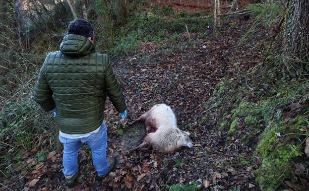 «Es desgarrador abrir la ventana de casa y ver la finca sembrada de cadáveres»