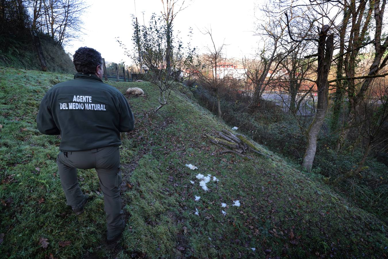 Los lobos matan un rebaño de ovejas en Valdáliga