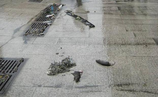 El PSOE pide la «desratización» de todos los barrios de Santander