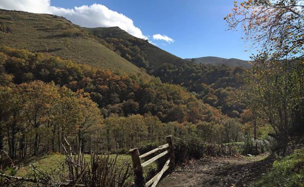 Cantabria arranca un plan de reforestación para mejorar la captación de dióxido de carbono