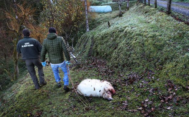 Los ganaderos ya pueden cobrar las nuevas indemnizaciones por los ataques de lobos