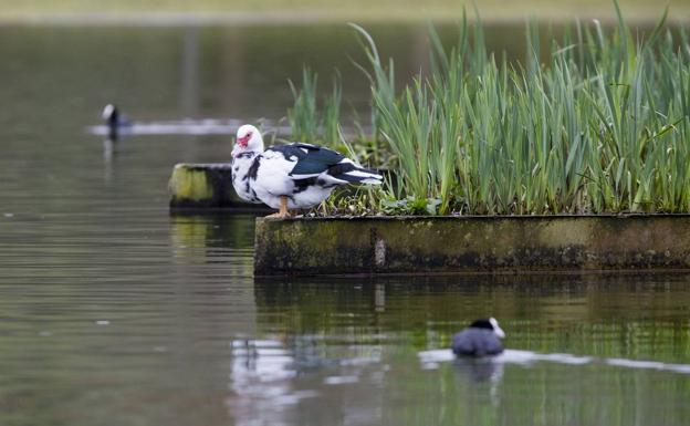 El proyecto 'Santander City Brain' intentará conseguir «una ciudad más verde»