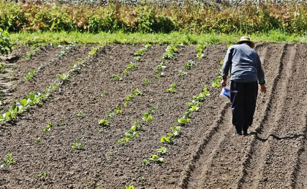 Campoo de Yuso crea una microrreserva de semillas autóctonas de cultivo