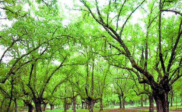 El Parlamento Europeo pide objetivos vinculantes para salvar la biodiversidad