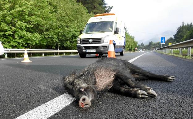 Los accidentes de tráfico provocados por jabalíes aumentan un 47% en dos años