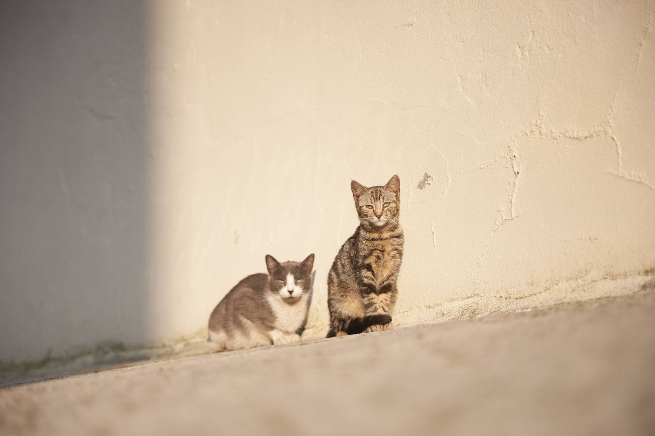 Camargo activará un plan para controlar las colonias de gatos callejeros