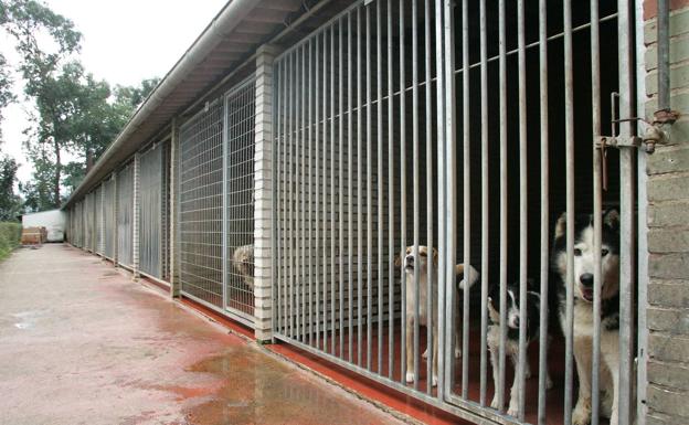 El Astillero plantea el sacrificio cero en el servicio de recogida de animales