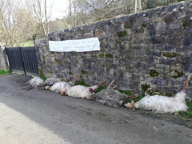 Una vecina de Carriazo protesta por la muerte de sus ovejas arrojando los cadáveres a la calle