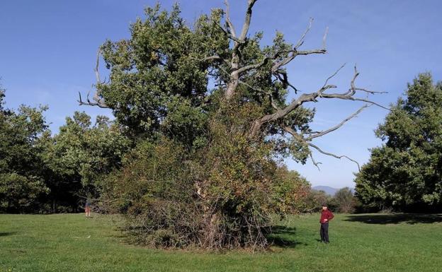 Paseo por la Senda de los Árboles Centenarios para combatir el estrés