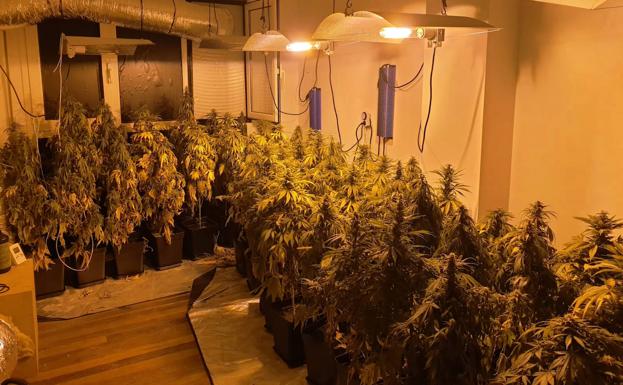 La Policía Nacional desmantela dos plantaciones indoor de marihuana en pisos del centro de Santander