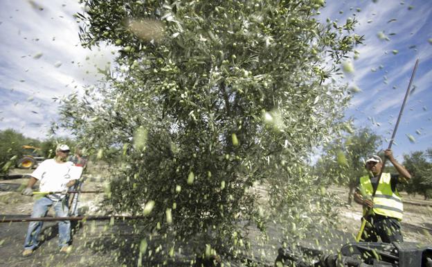 Los agricultores plantearán hoy a Trabajo una mejora en los requisitos de acceso al PER