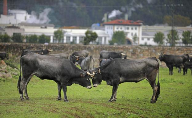 El PRC quiere saber «cuáles son los criterios» del Ministerio para el reparto de las ayudas en la nueva PAC