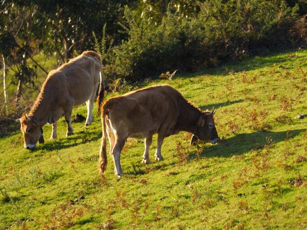 Guriezo desbroza más de cinco hectáreas en la zona de La Torreta