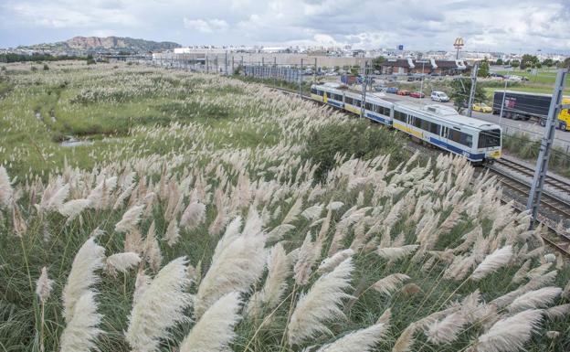 Cantabria ha eliminado 100 hectáreas de plumeros en un año