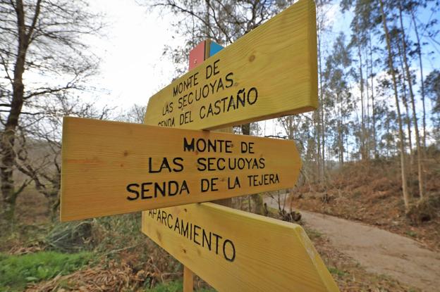 La visita al bosque de las secuoyas se amplía con seis rutas