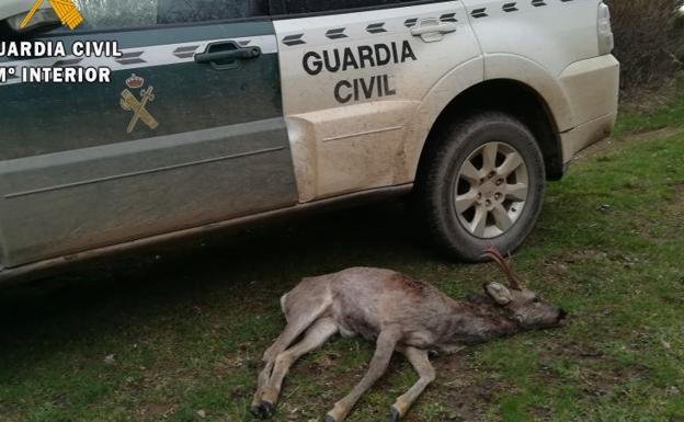 Condenado un furtivo de Cantabria por matar a un corzo macho en un coto de caza de Palencia