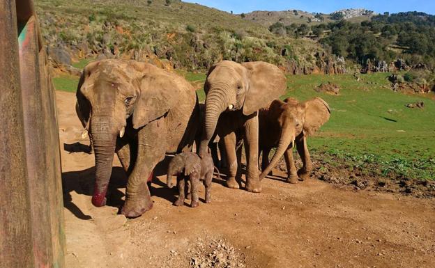 Nace una hembra de elefante africano en Cabárceno, que sigue batiendo récords