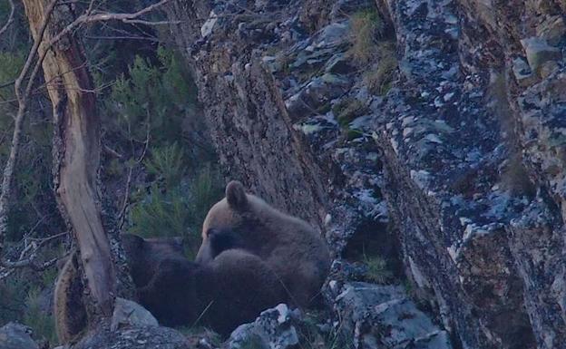 Las cámaras captan a una osa jugando y alimentando a su cría