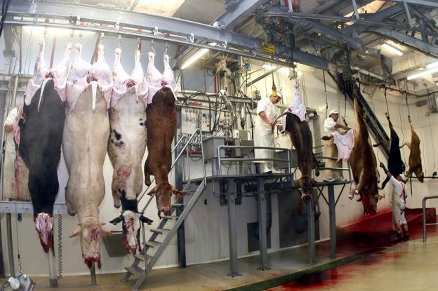 El Ayuntamiento de Torrelavega dice ahora que reabrirá la línea de ganado cerrada en el matadero