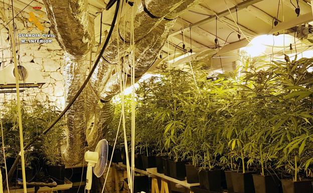 Un detenido tras el desmantelamiento de una plantación 'indoor' de marihuana en Ampuero