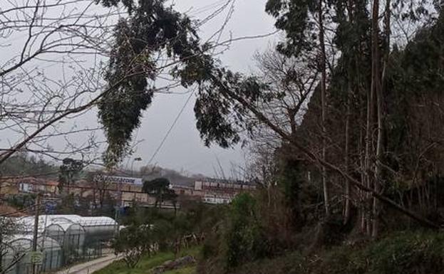 Dos pueblos de Torrelavega se quedan sin luz más de 4 horas por la caída de un árbol