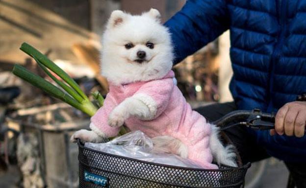 El perro de una contagiada podría ser la primera mascota en contraer COVID-19