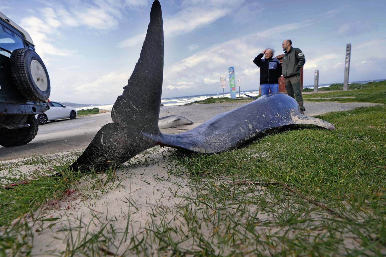 Dos delfines varados en Gerra