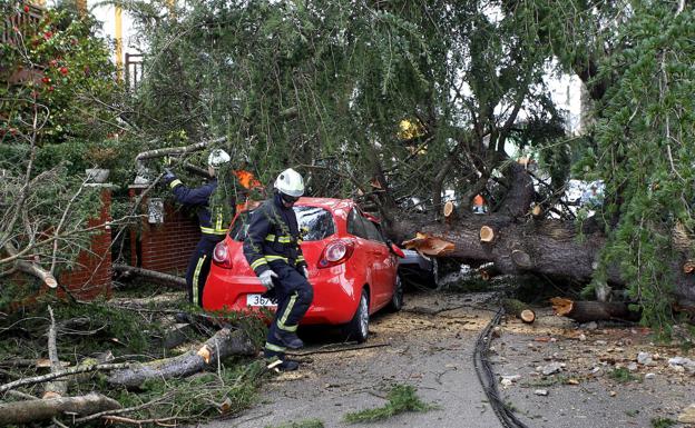 El viento tira un árbol sobre una casa y dos coches en Torrelavega