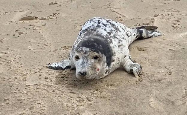 Una foca se pasea por la playa de Comillas