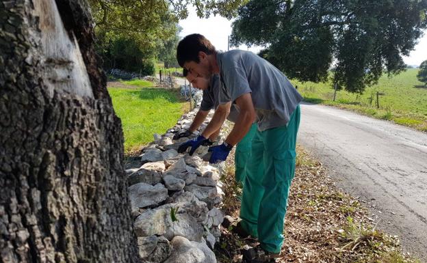 Trabajadores de Ampros participan en las obras de mejora del Camino Lebaniego