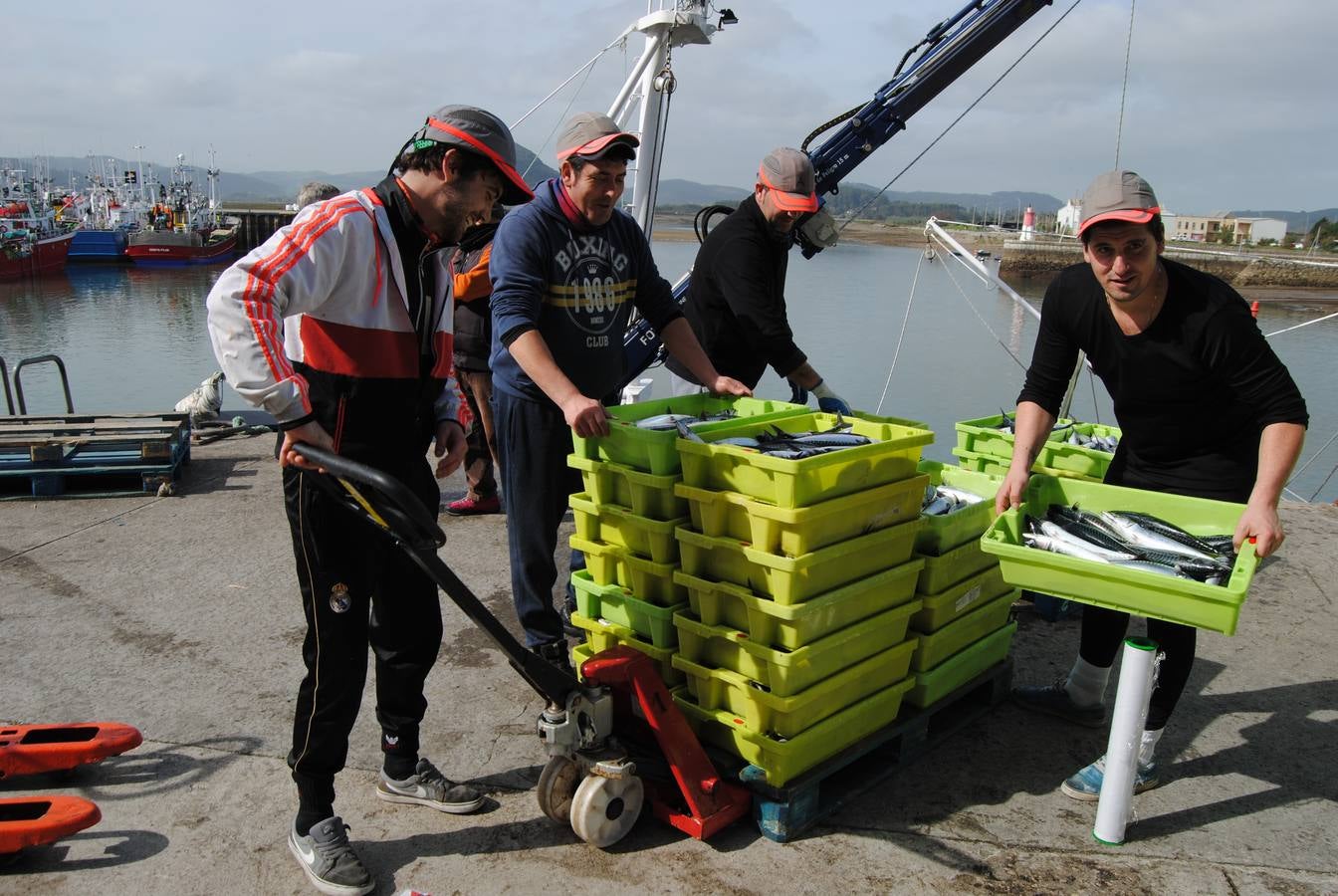 135 toneladas de verdel entran en la lonja de Santoña