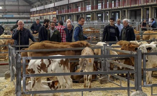 Ganadería comienza a abonar el 90% de las ayudas asociadas a la vaca nodriza