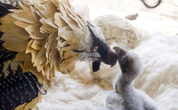 Nace el primer quebrantahuesos en Picos de Europa desde su extinción en 1956